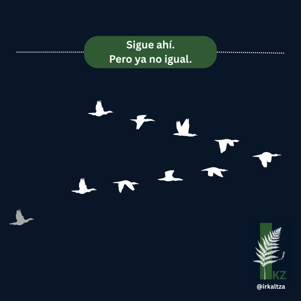 Bandada de pájaros.