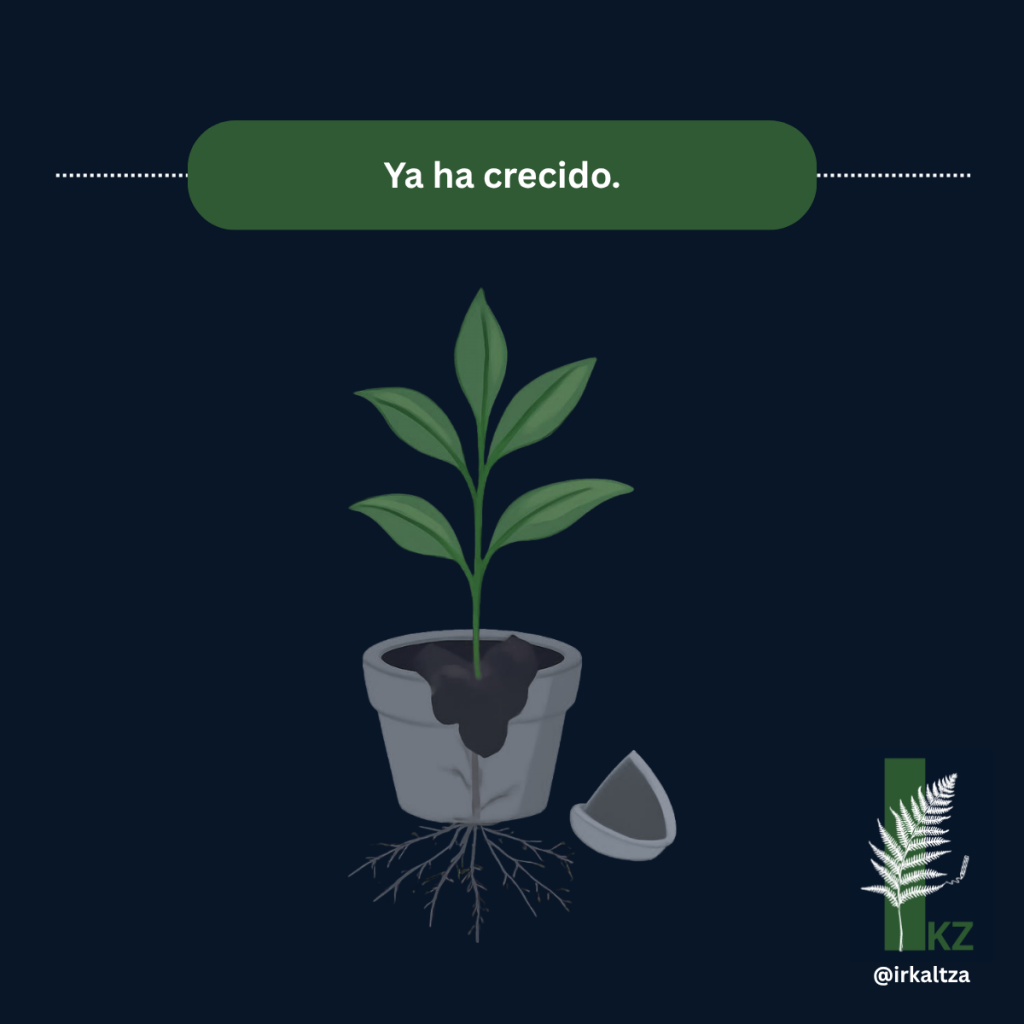 Planta que al hacerse grande ha roto el tiesto y sus raíces salen fuera de él.